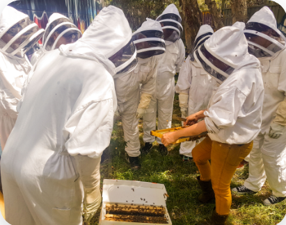 Beekeeping students learn apiary skills at Urban Beehive beekeeping course in Sydney
