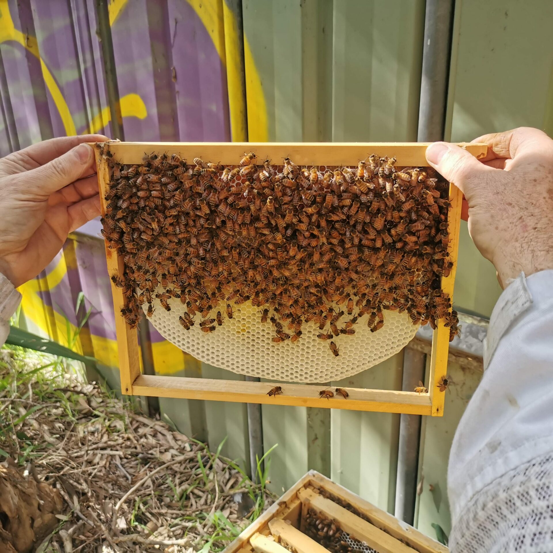 Experience Urban Beehive beekeeper inspects honey frame with bees from a city beehive