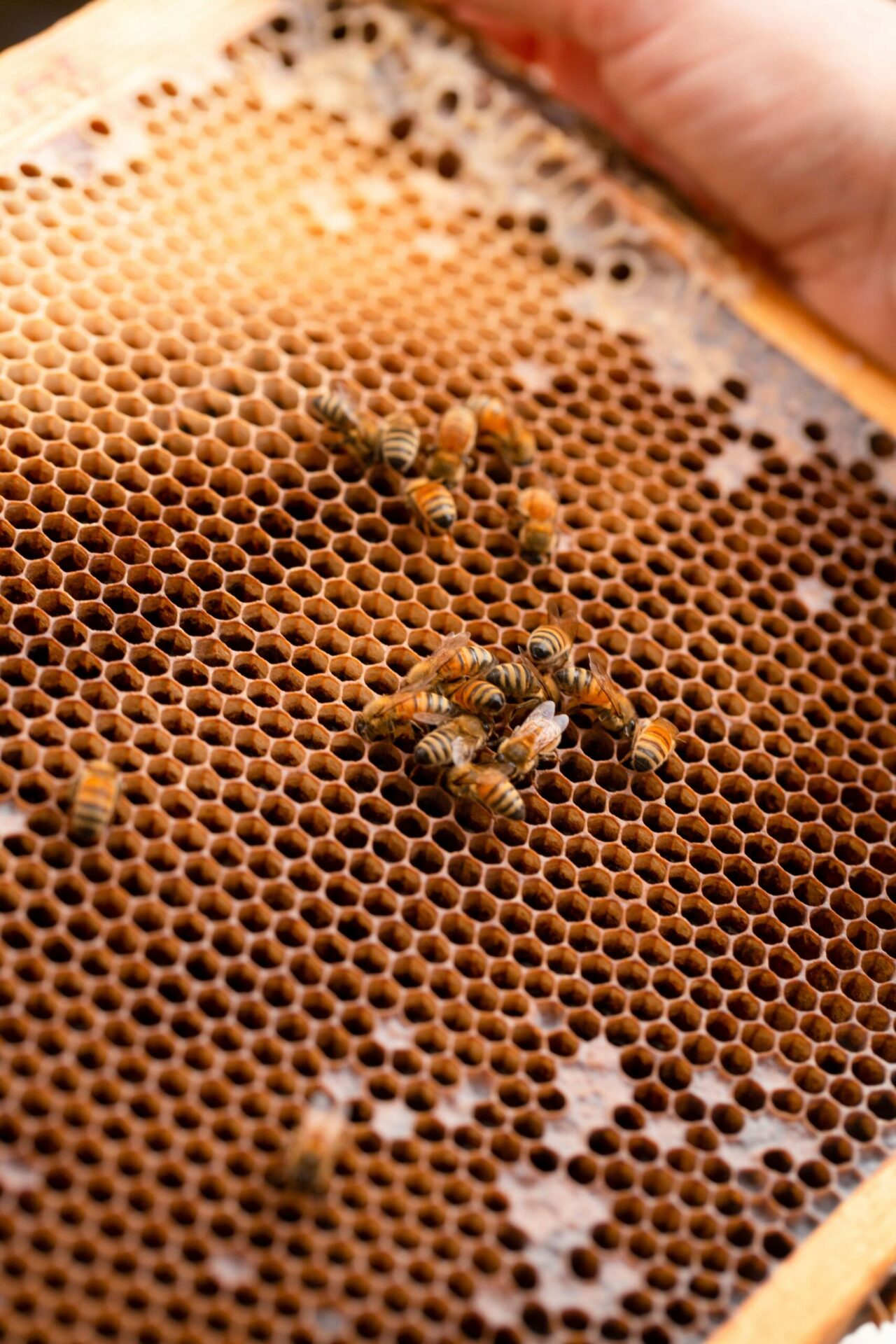 Urban Beehive bees hard at work making honey in honeycomb