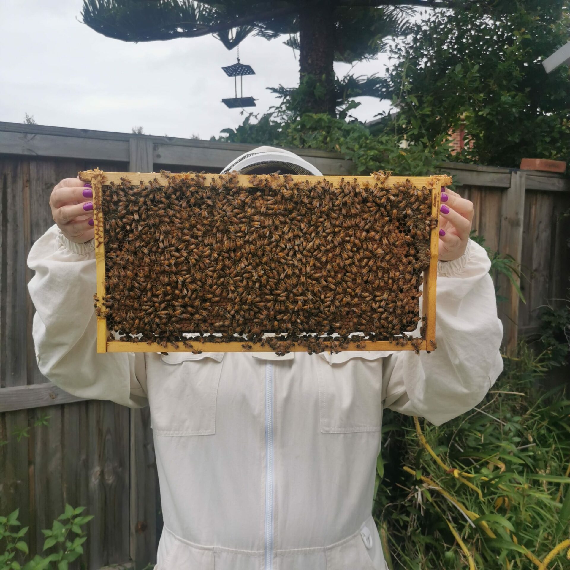 Urban Beehive apiarist holds a honey frame with bees on it in front of their face