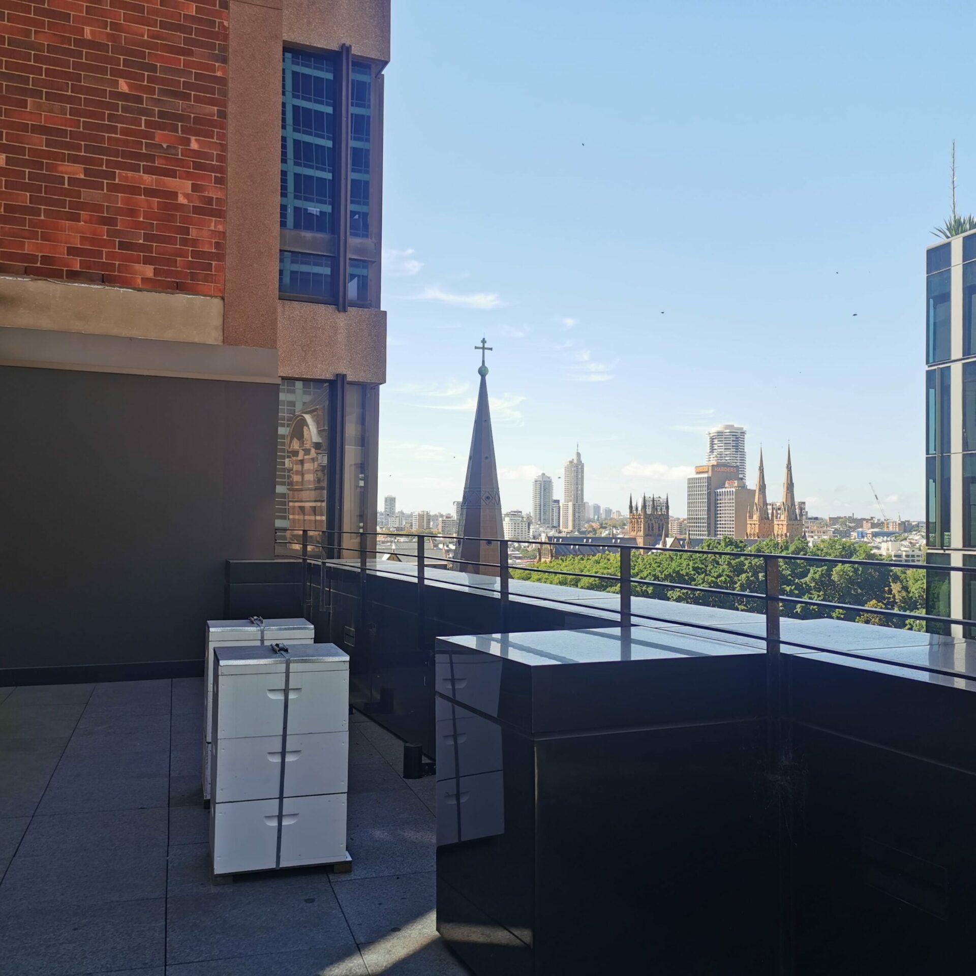 Urban Beehive rooftop hives overlooking the centre of Sydney