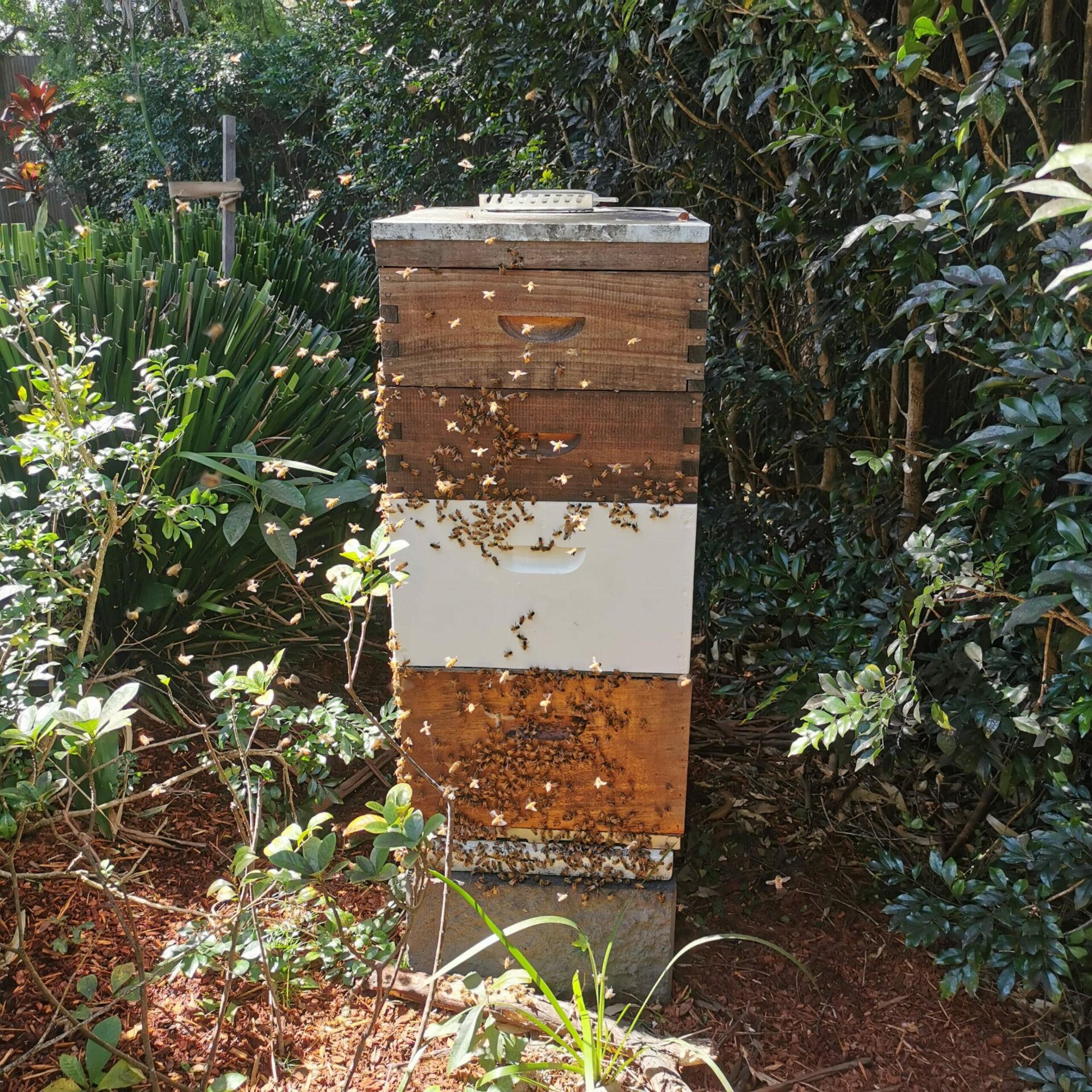 Urban Beehive situated in a leafy Sydney garden