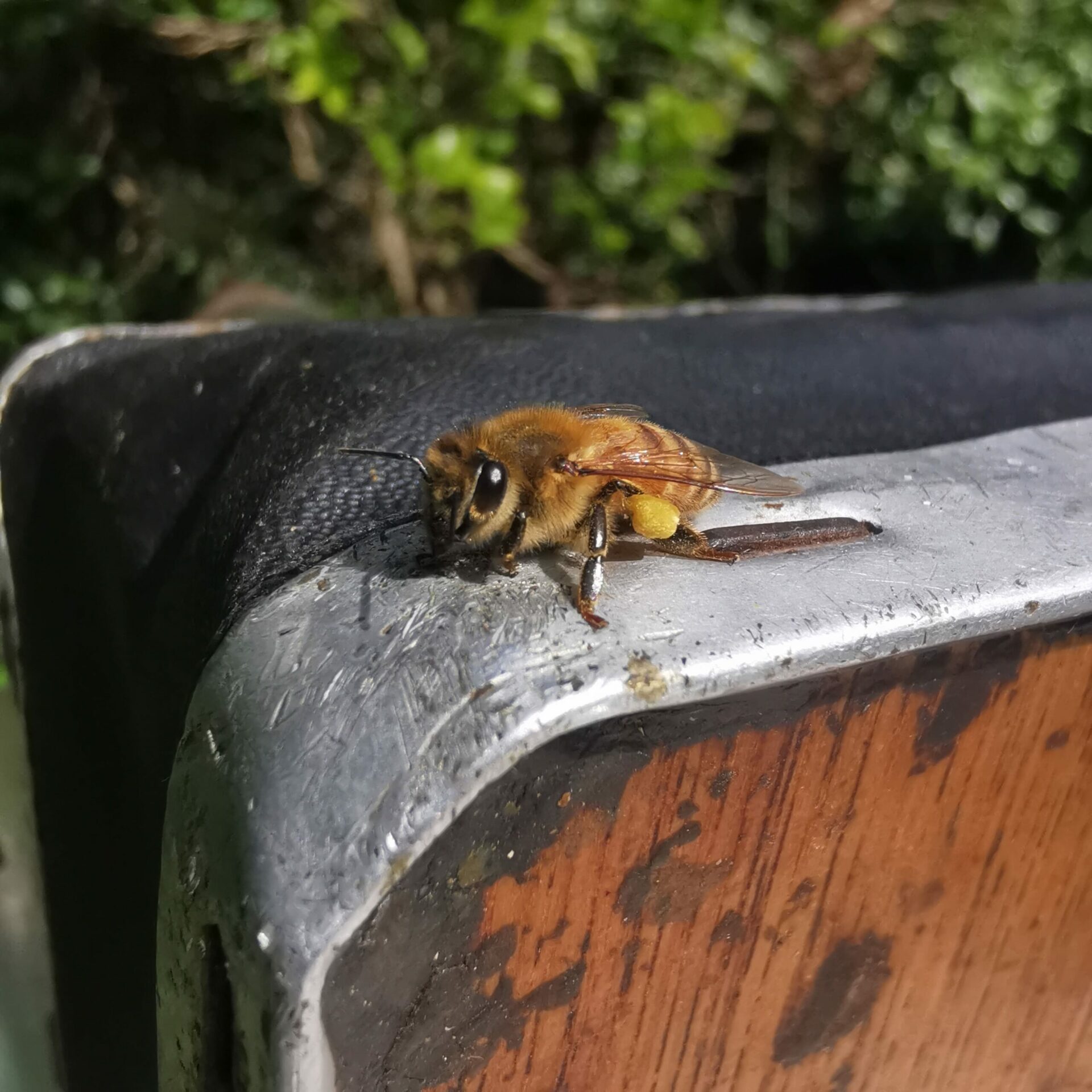 Close up of a European Honeybee in Sydney