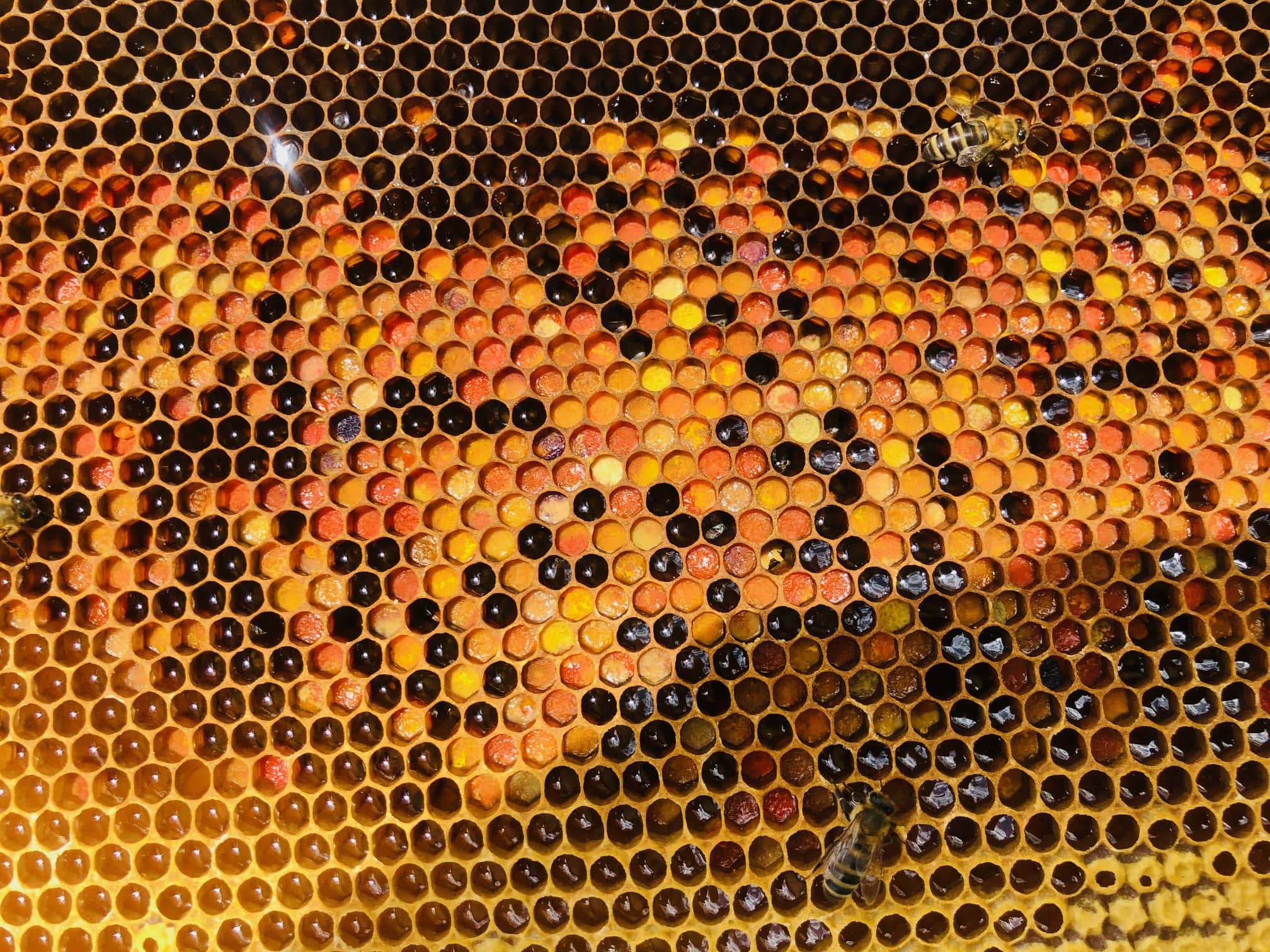 Close up of honeybees hard at work on hexagonal honeycomb