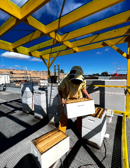 Urban Beehive beekeeper maintains beehives at Carriageworks in Sydney