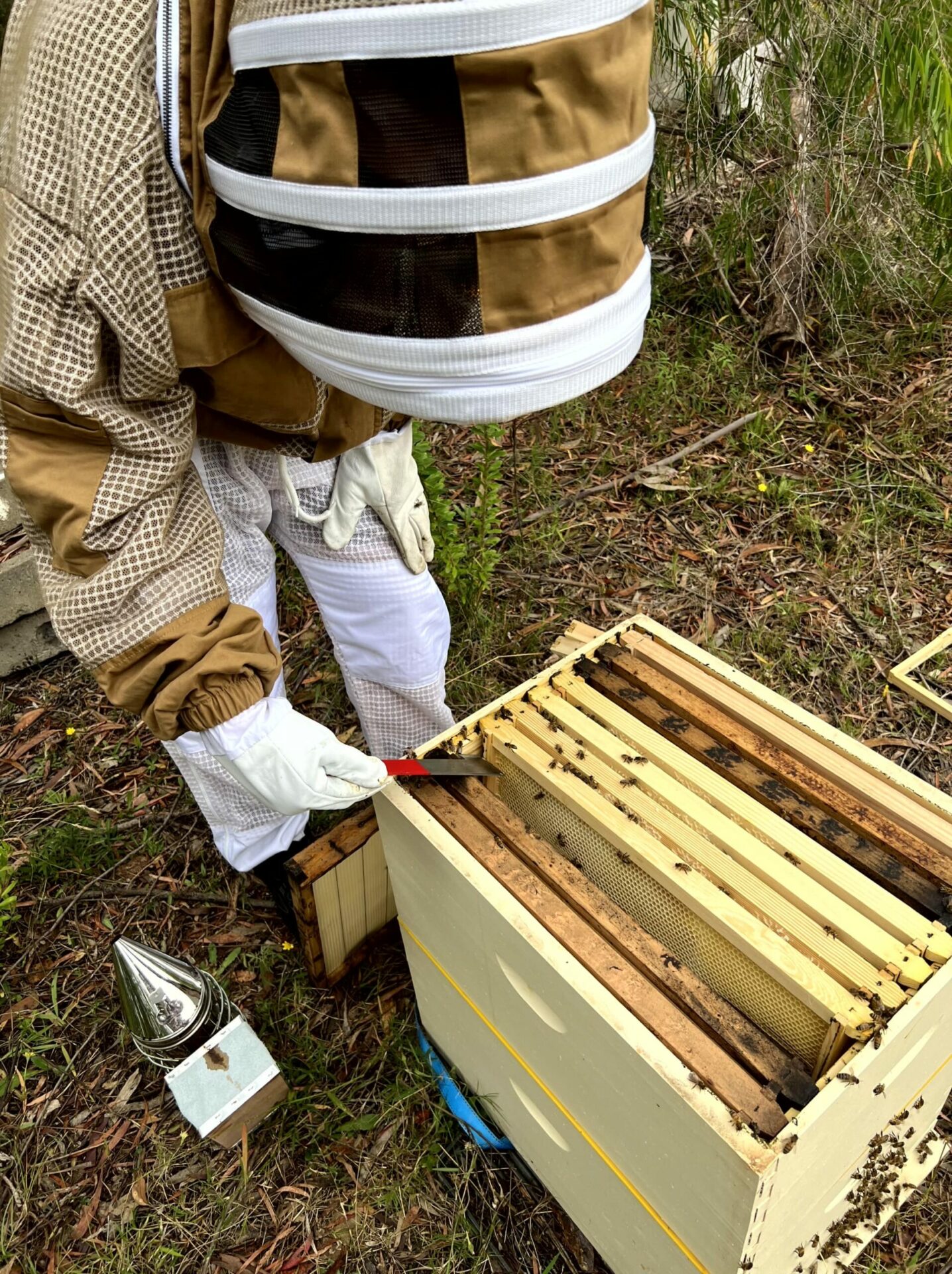 Sydney apiarist wearing protective clothing checking an Urban Beehive beehive