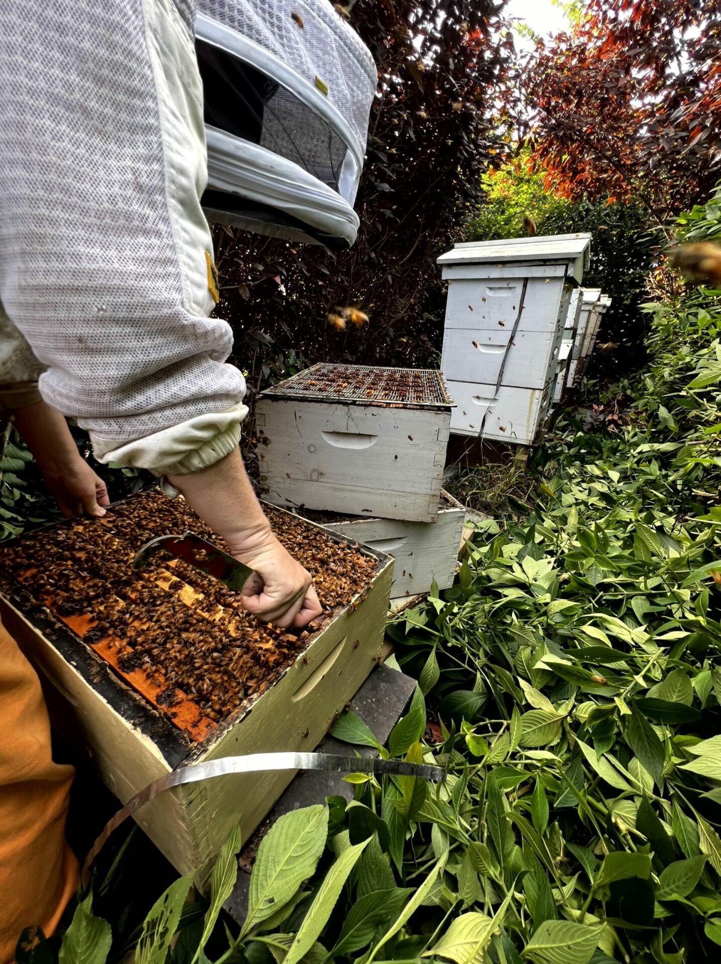 Urban beehives being inspected in Sydney
